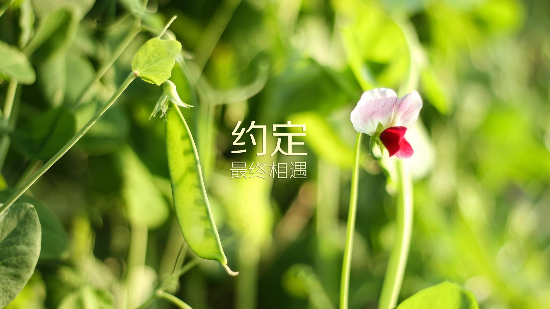 德国男子200米蛙泳选手在预赛中表现出色，晋级半决赛