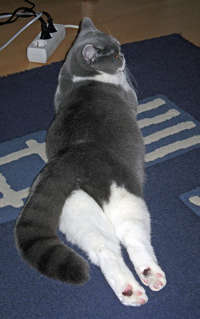 Aster阵容调整引发关注,aster战队成员变化