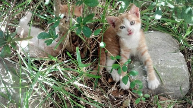 IG发布职业选手发展支持政策,lol职业选手ig