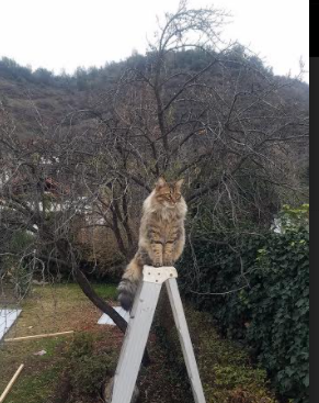 英超技术统计助阵球队精准轮换系统研究,英超球队规则