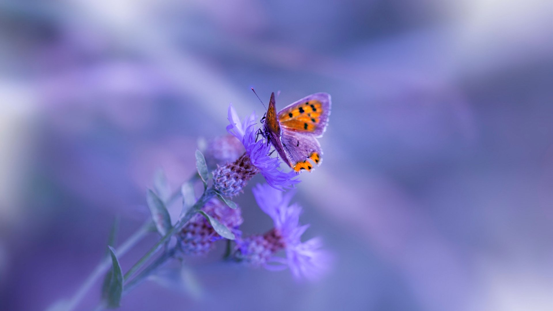 新加坡队在国际乒联混合团体世界杯中的战术布局与执行力,乒乓 新加坡