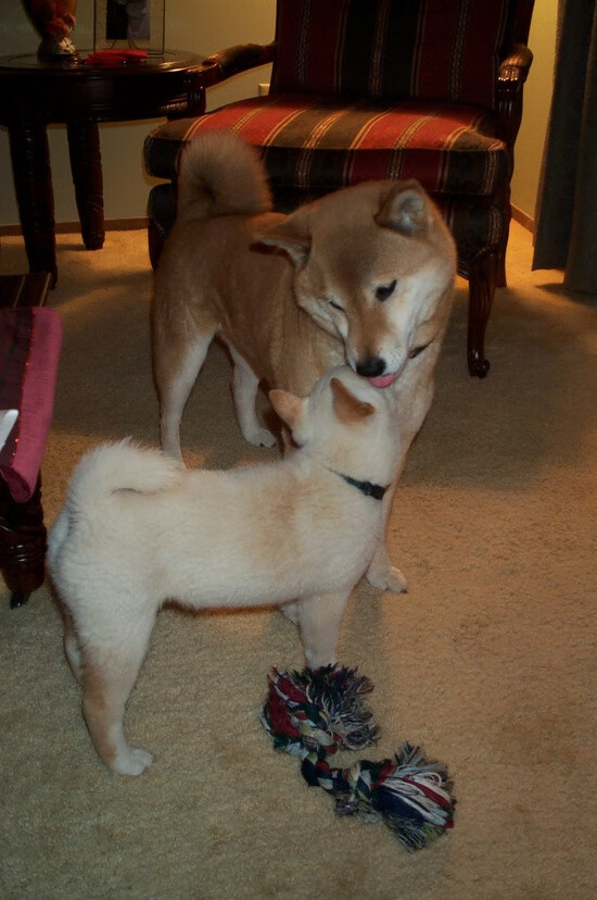 校园足球师资缺乏胜任力考核机制,校园足球人才