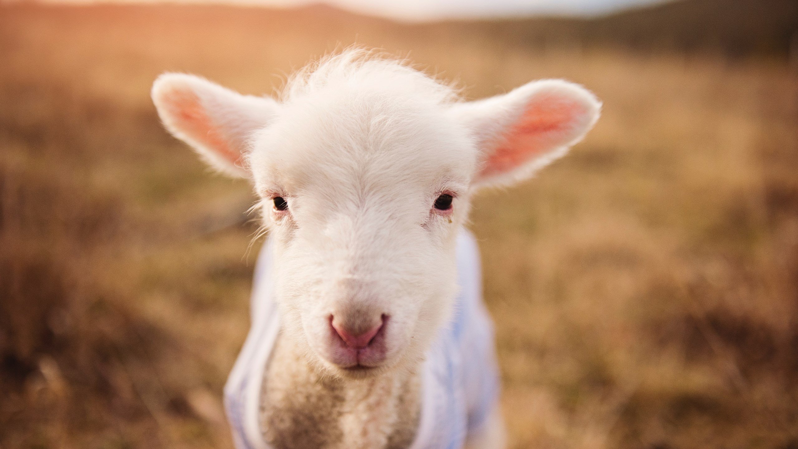 青少年足球运动员海外交流项目合作不断扩大，提升国际视野，青少年足球青训