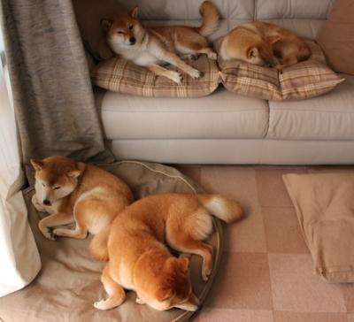 爱游戏中国官方网站平台-马拉维男篮在非洲锦标赛中创历史，勇夺冠军